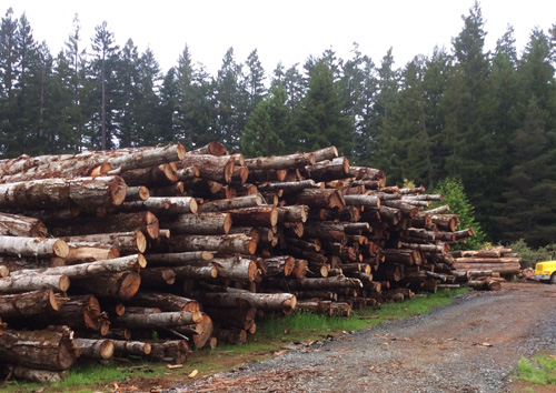 Paul Shandel Firewood-Firewood in Fort Bragg,CA & The Mendocino Coast